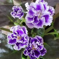 Saintpaulia weiß violet blumen in indoor garten