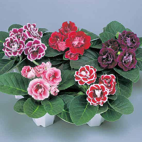 Gloxinia blumen in indoor töpfen