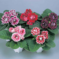Gloxinia blumen in indoor töpfen