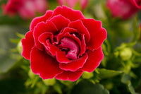 Indoor gloxinia flowering pflanzen with bright petals