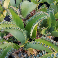 Indoor grün kalanchoe succulent décor