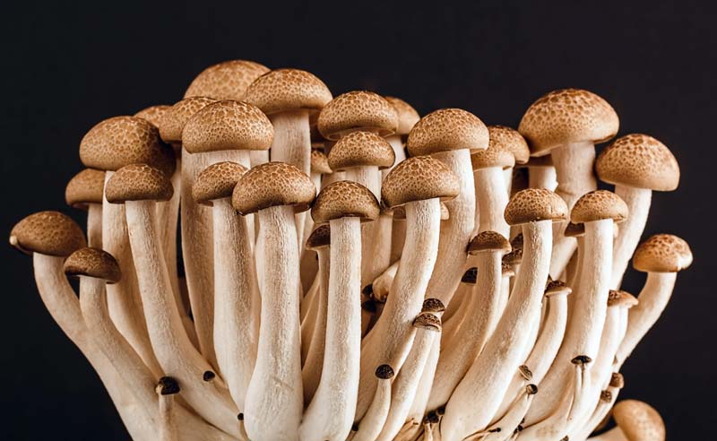 Indoor pilz wachsend environment