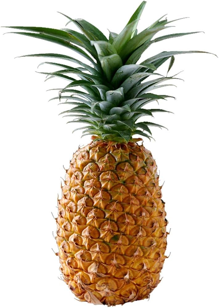 Pineapple plant growing indoors near window