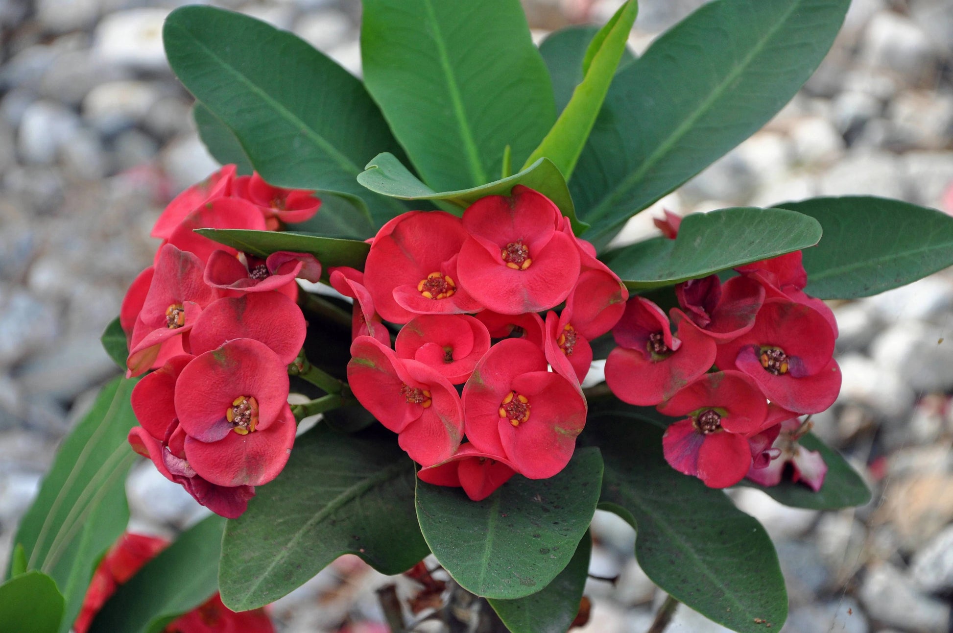 Indoor aussaat shenot samen euphorbia milii garten