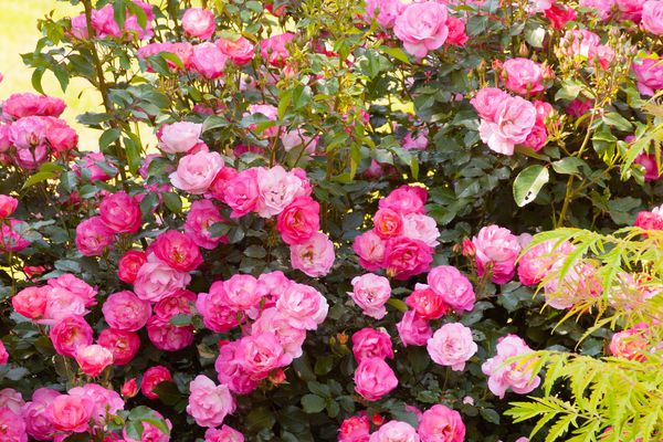 Indoor rainbow rose pflanzen in decorative containers