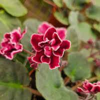 Indoor rot saintpaulia blume samen
