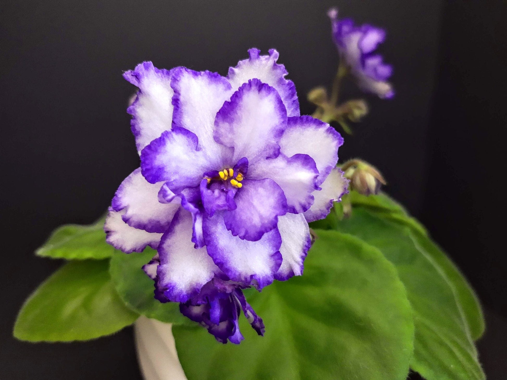 Indoor saintpaulia pflanze wachsend from samen