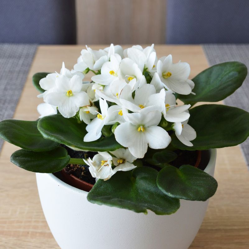 Indoor saintpaulia weiß blume samen
