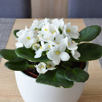 Indoor saintpaulia weiß blume samen