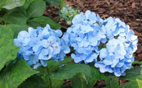 Indoor sea blau hydrangea samen