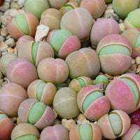 Gibbaeum samen ideal for rock gardens and containers
