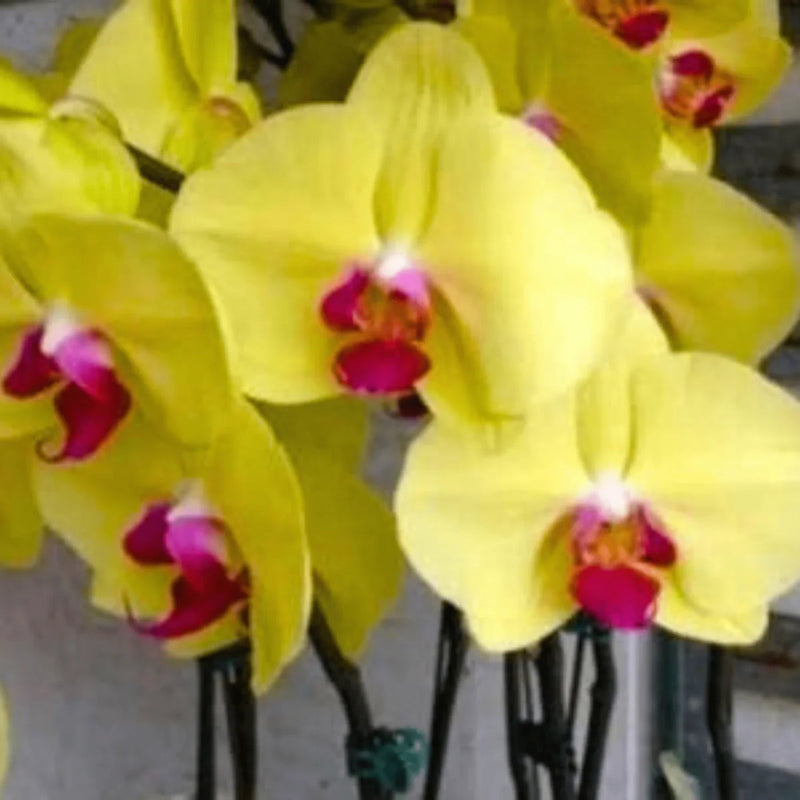 Indoor gelb braun orchid samen