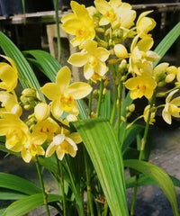Gelb orchid pflanze wachsend innen