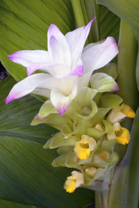 Curcuma Longa Samen zur Aussaat – Gemischt Varieties