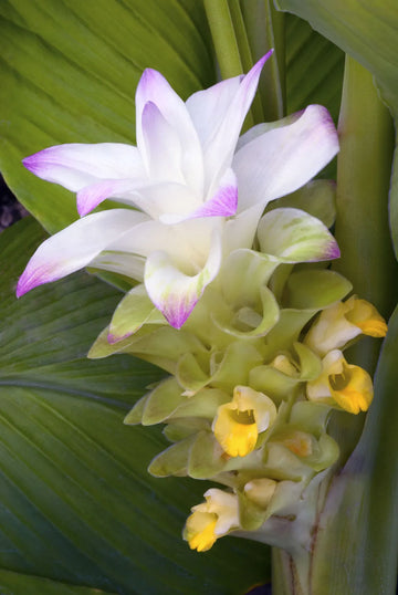 Curcuma Longa Samen zur Aussaat – Gemischt Varieties