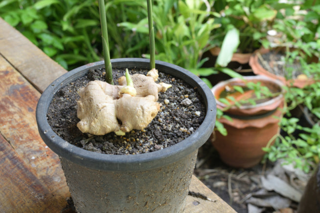 Hell Braun Green Perennial Ginger Gemüse Samen zum Pflanzen