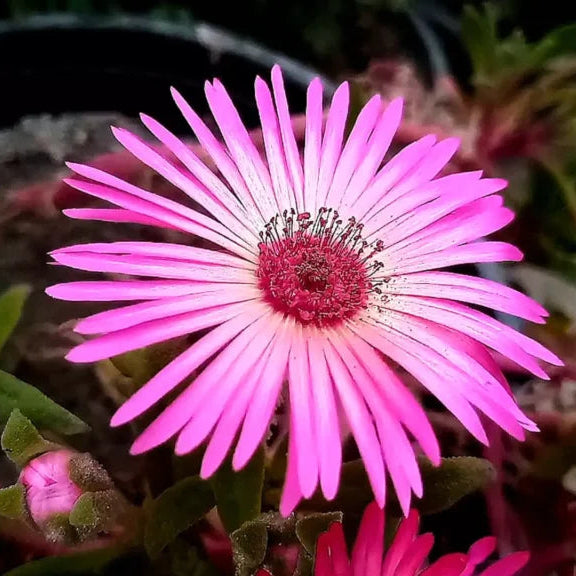 Gemischt Ice Blume Samen zur Aussaat Kollektion