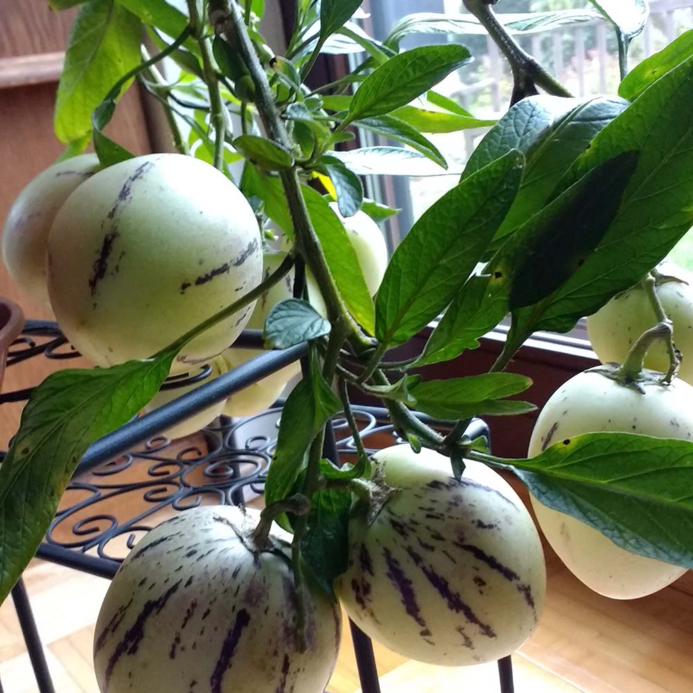Weiß Lila Pepino Gemüse Samen zum Pflanzen
