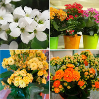 Flammendes Käthchen Samen – Flammendes Käthchen Blossfeldiana – Potted Pflanzen – blühend Pflanzen