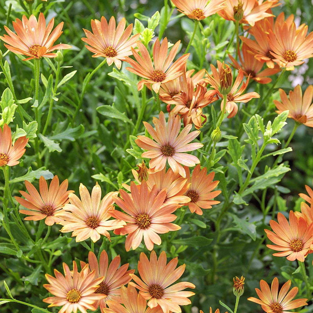 Orange und Blau William Kapkörbchen Blumensamen zur Aussaat leuchtend Blüten Traditionssorte & ohne Gentechnik Samen Hausgarten
