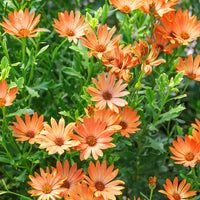 Orange und Blau William Kapkörbchen Blumensamen zur Aussaat leuchtend Blüten Traditionssorte & ohne Gentechnik Samen Hausgarten