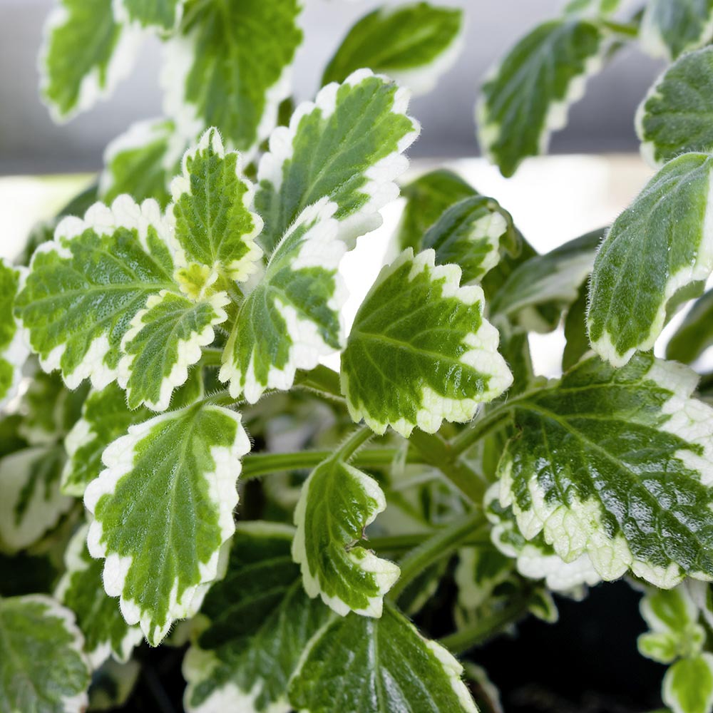 Weiß Grün Buntnessel zur Aussaat lang Blüte Saison Traditionssorte & ohne Gentechnik Samen Hausgarten