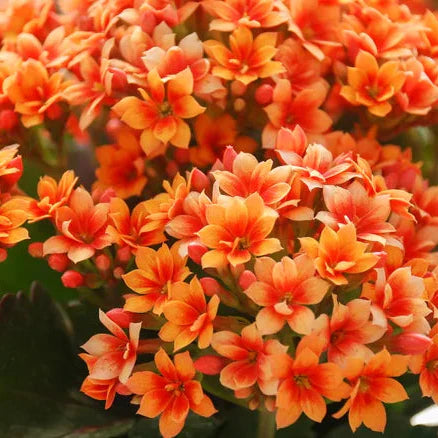 Kalanchoe blume samen for anpflanzung - bright blooms, heirloom & gmo free samen for home garten
 
 sale for anpflanzung in home garten