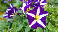 Petunia blume samen for anpflanzung - blau & weiß vibrant displays