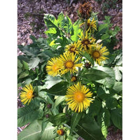 Enula Asteraceae Blumensamen zur Aussaat – farbenfroh Schau – Traditionssorte & ohne Gentechnik Samen Hausgarten