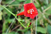 Ipomea Blumensamen zur Aussaat – Wildblume Mischung – Traditionssorte & ohne Gentechnik Samen Hausgarten