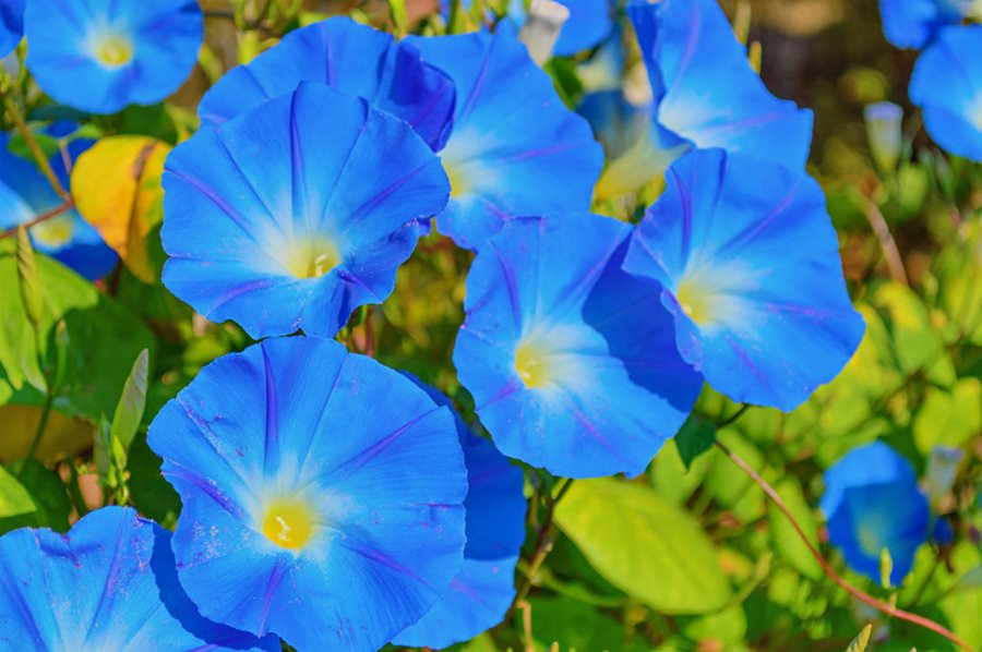 riesig Blau Moon Blumensamen zur Aussaat – hochwertige Blumensamen leuchtend Gärten