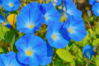 riesig Blau Moon Blumensamen zur Aussaat – hochwertige Blumensamen leuchtend Gärten