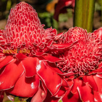 Iridescent rot torch ginger blume samen for easy anpflanzung