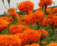 Creme Orange Mittagsgold Blumensamen zur Aussaat lang Blüte Saison Traditionssorte & ohne Gentechnik Samen Hausgarten