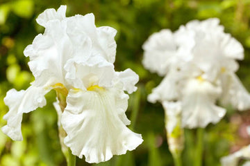 Weiß Germanica Blumensamen zur Aussaat – elegant Blüten für Ihren Garten
