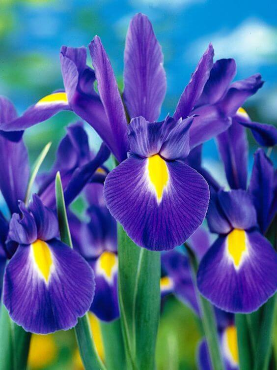 Blau Iris Samen zur Aussaat