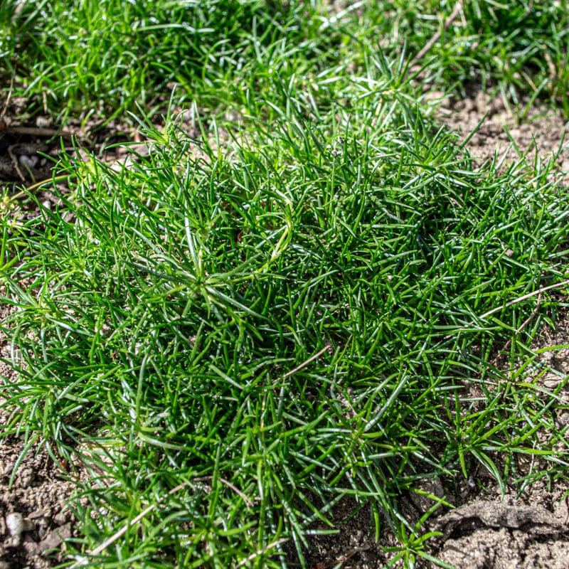 Irish (irish moss) samen for anpflanzung in home garten