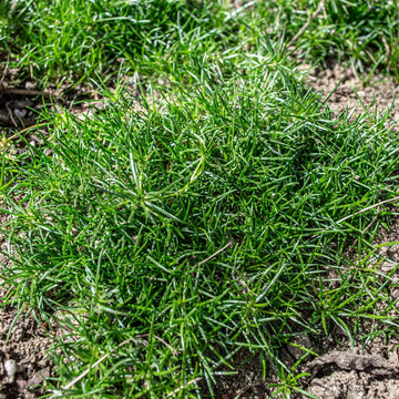 Irish (irish moss) samen for anpflanzung in home garten