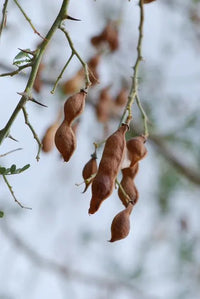 Desert Ironwood Baum Samen – Traditionssorte ohne Gentechnik Samen Hausgarten Aussaat