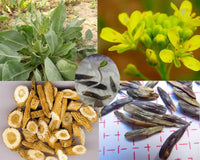 Isatis tinctoria blue-green foliage grown from Samen