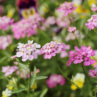Iberis Candytuft Lila & Rosa Mischung Samen farbenfroh Garten Blüten