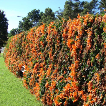 Orange Waldrebe Blumensamen zur Aussaat pflegeleicht Traditionssorte & ohne Gentechnik Samen Hausgarten