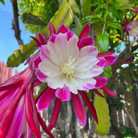 Weiß Violett Epiphyllum Blumensamen zur Aussaat ideal Rabatten Traditionssorte & ohne Gentechnik Samen Hausgarten