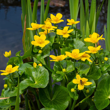 Gelb Moist Wetland Blumensamen zur Aussaat – hochwertige Qualitäts- – Traditionssorte & ohne Gentechnik Samen Hausgarten