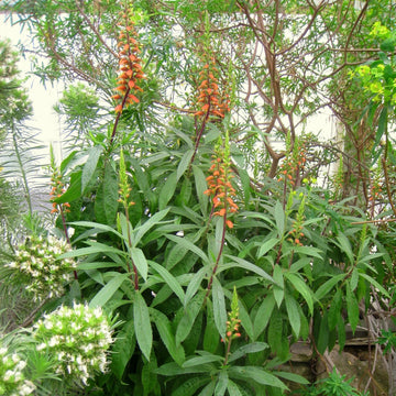 Isabelliana Blumensamen zur Aussaat farbenfroh Schau Traditionssorte & ohne Gentechnik Samen Hausgarten