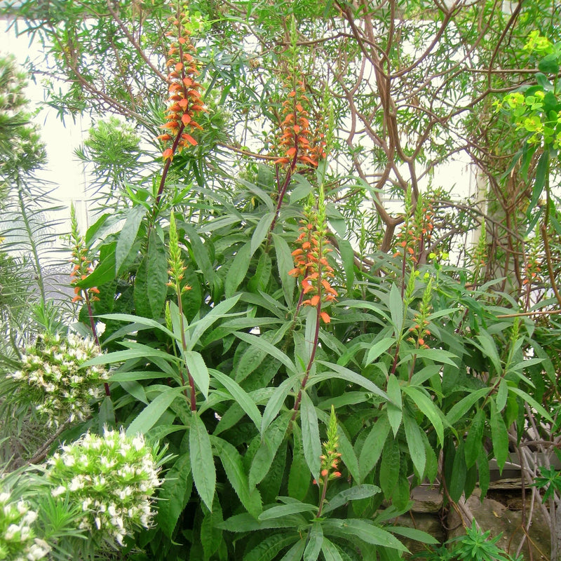 Isabelliana Blumensamen zur Aussaat farbenfroh Schau Traditionssorte & ohne Gentechnik Samen Hausgarten