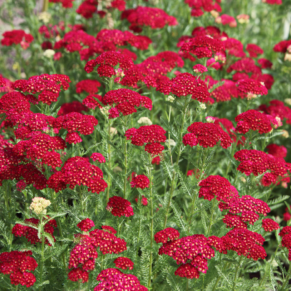Achillea Rot Samen zur Aussaat Hausgarten Blume Beet