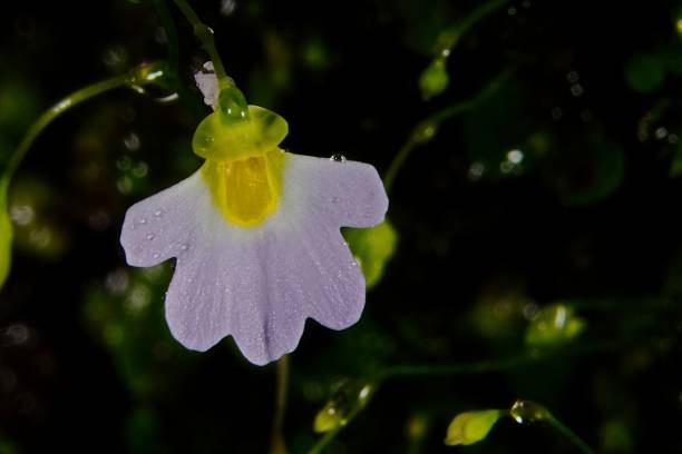Violett Utricularia Blumensamen zur Aussaat – Enhance Garten einzigartig Blüten