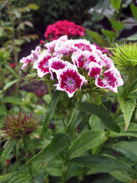 Traditionssorte Nelke Barbatus Blumensamen zur Aussaat leuchtend Traditionssorte & ohne Gentechnik Samen Hausgarten