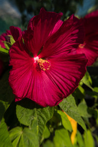 Hibiskus Bordeaux Blumensamen zur Aussaat – sonnenliebend – Traditionssorte & ohne Gentechnik Samen Hausgarten